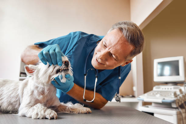 Best Urgent Dental Care  in Front Royal, VA